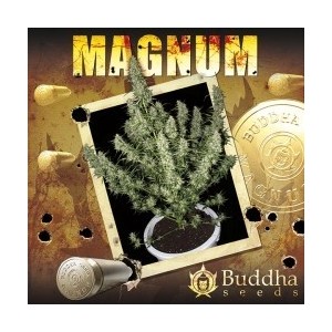 Buddha Seeds - Magnum Auto...
