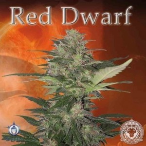 Buddha Seeds - Red Dwarf...