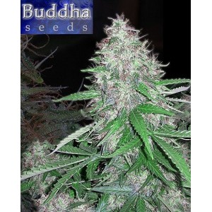 Buddha Seeds - White Dwarf...