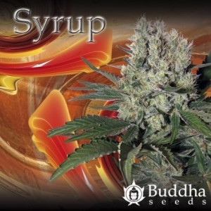 Buddha Seeds - Syrup Auto -...