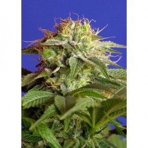 Sweet Seeds - Green Poison...