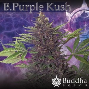 Buddha Seeds - Budda Purple...